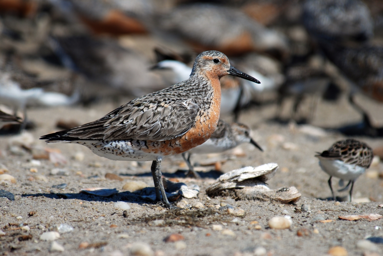 A red knot bird stands majestically among small rocks and sand. Other birds are out of focus in the background.
