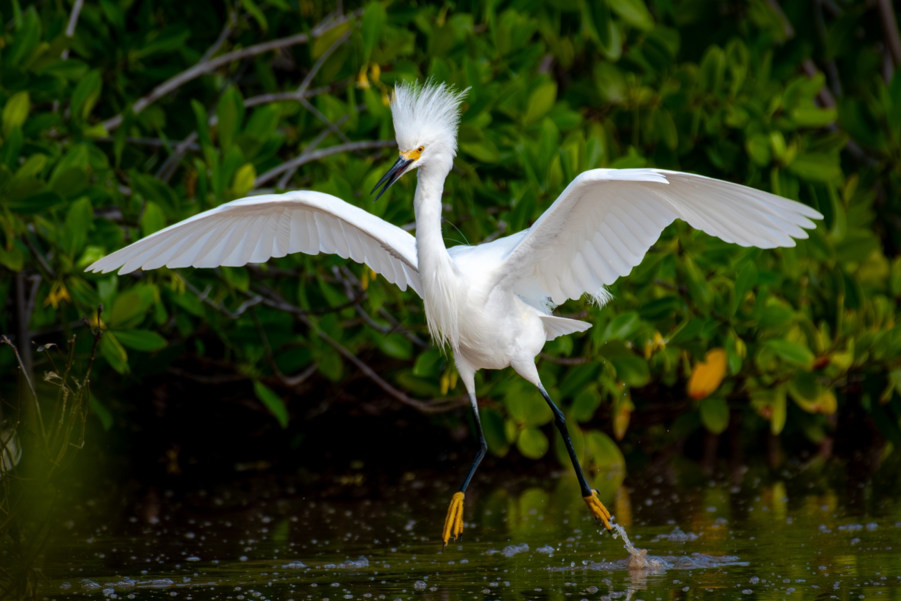 Snowy egret with wings outstretched above water.