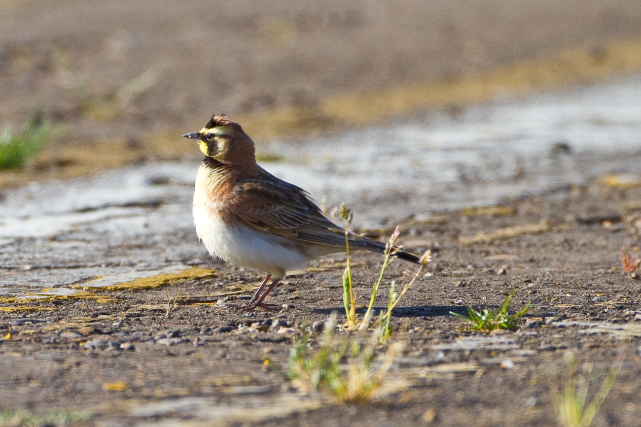 Profile of a streaked horned lark standing on the ground.