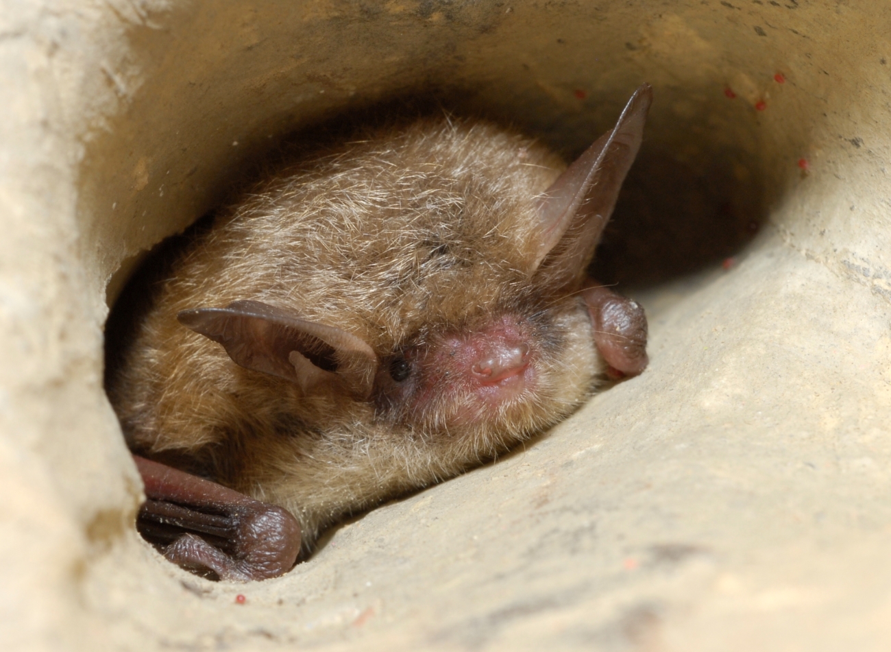 Tricolored bat in a hole.