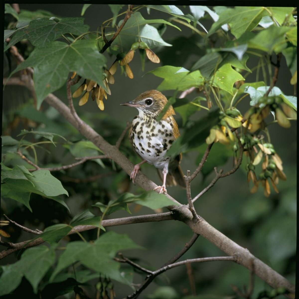 A wood thrush bird on a branch of a tree with green leaves around it.