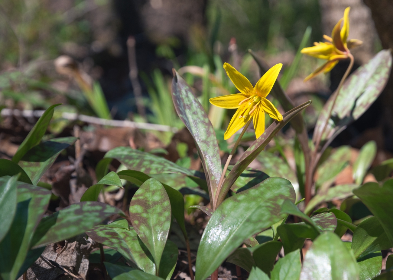 A yellow trout lily.