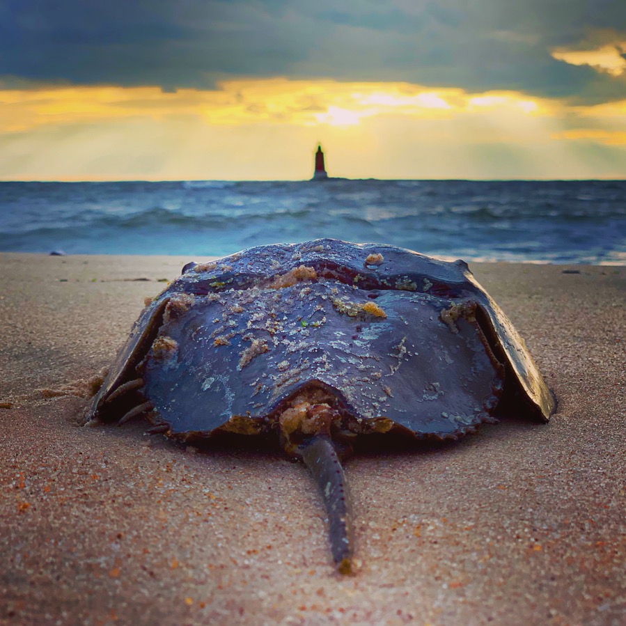 A closeup view of a horseshoe crab on a beach looking out to a lighthouse illuminated by the sun.