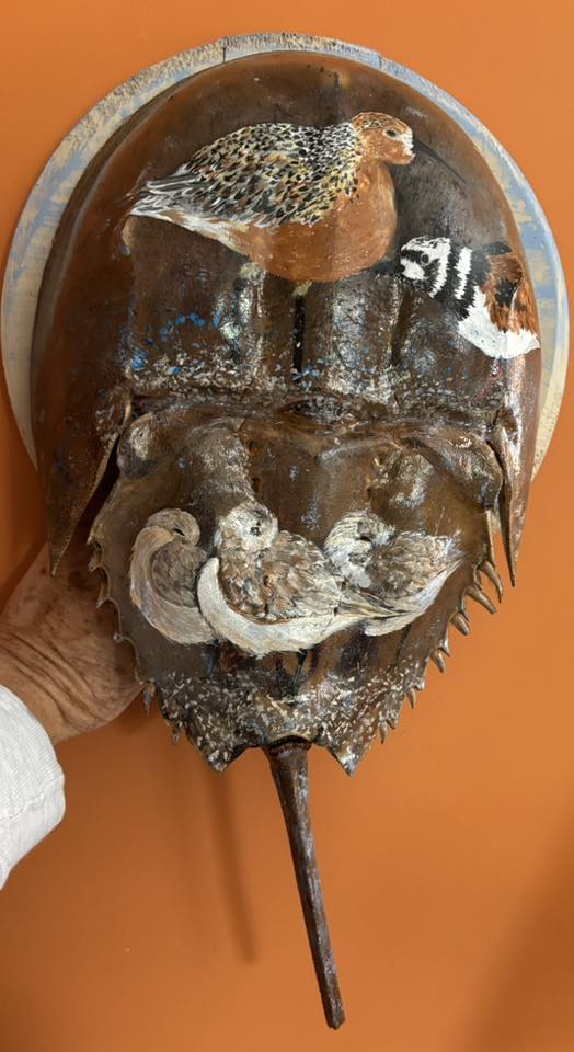 A horseshoe crab shell painted to display shorebirds.