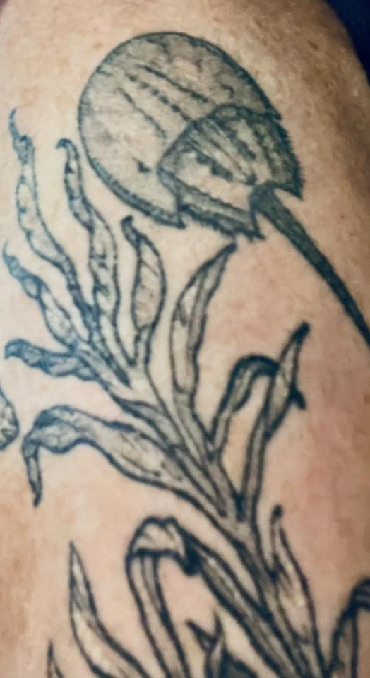 A tattoo of a horseshoe crab and underwater plants.