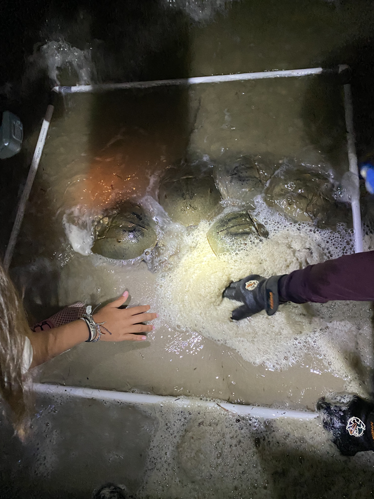 Sea foam covers several horseshoe crabs sitting on a beach.