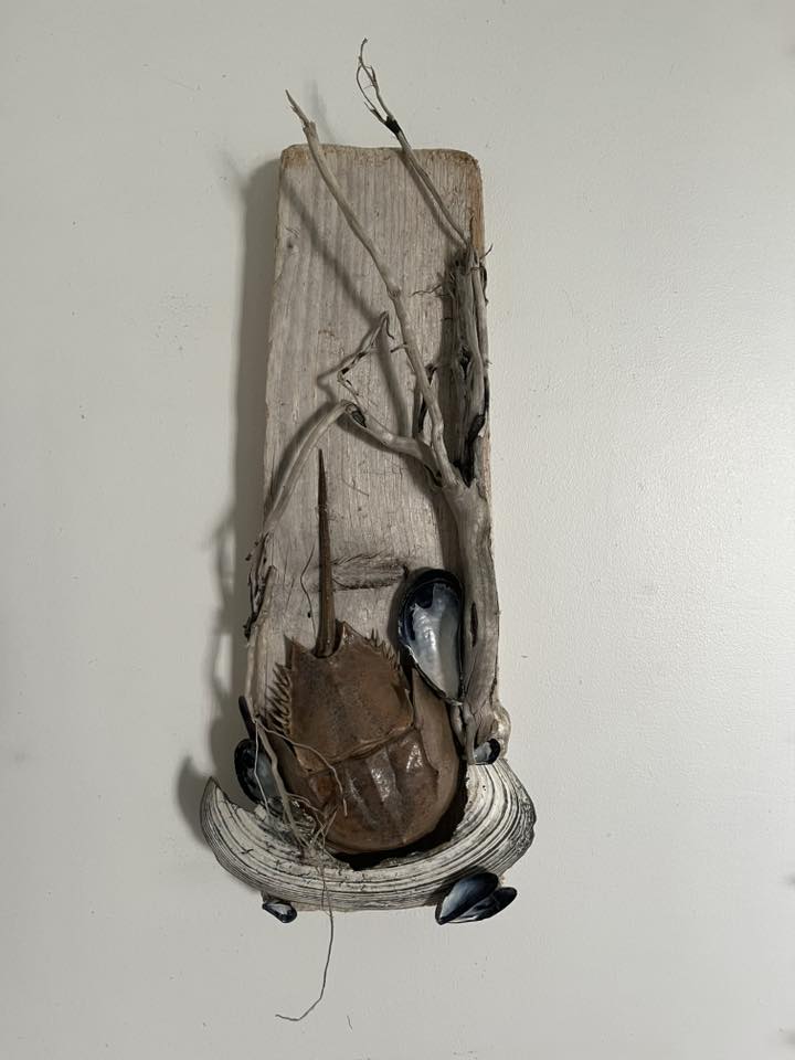 A plank of wood hanging on a wall serves as a display for a horseshoe crab shell and other shells.