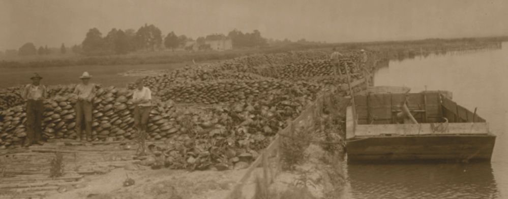 A black and white photo shows thousands and thousands of dead horseshoe crabs stacked up beside a body of water, with several men standing near the shells.