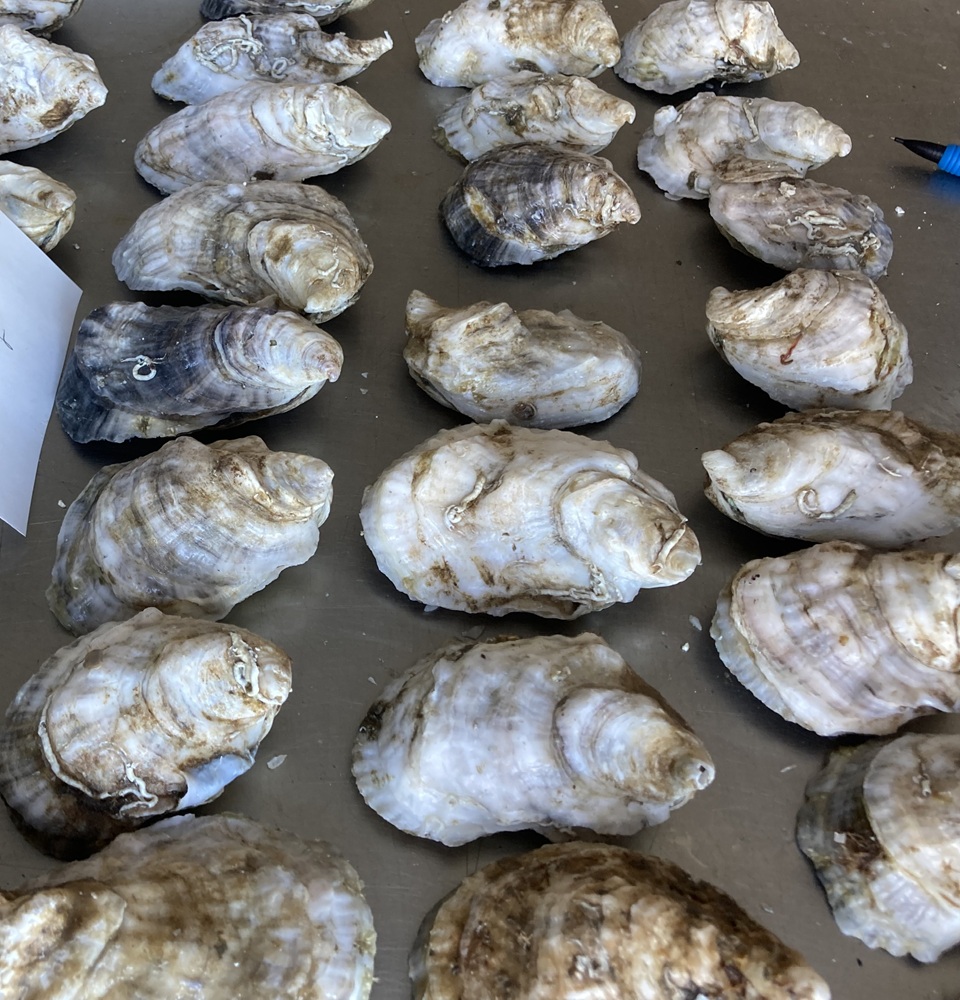 Oysters are laid out on a table.