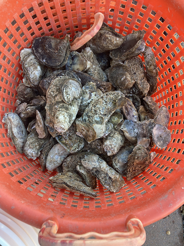 Oysters are held in an orange bucket.
