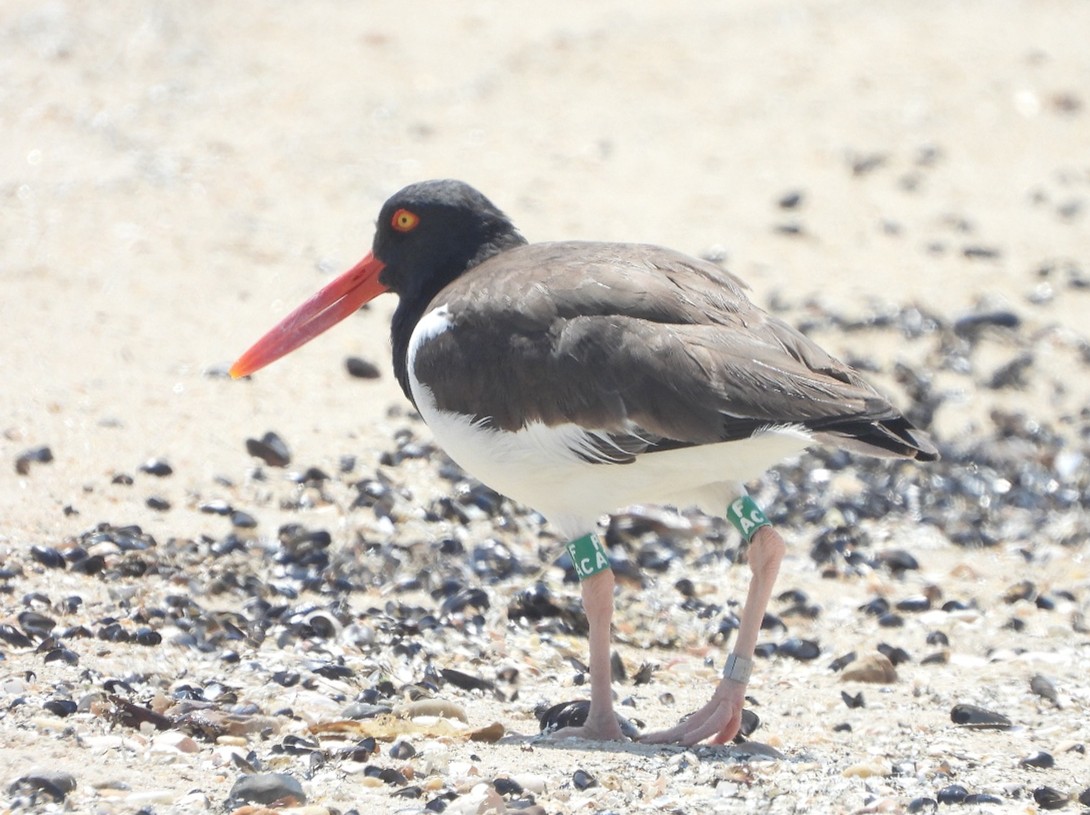 A black and white bird stands on a beach with green bands, with the letters F, A and C in white, around each leg. 