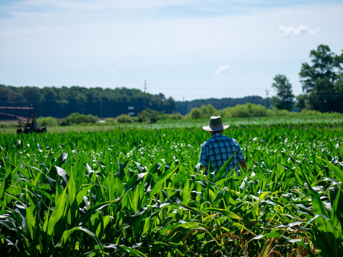 A man in a wide-brimmed hat stands in a field of waist-high corn.