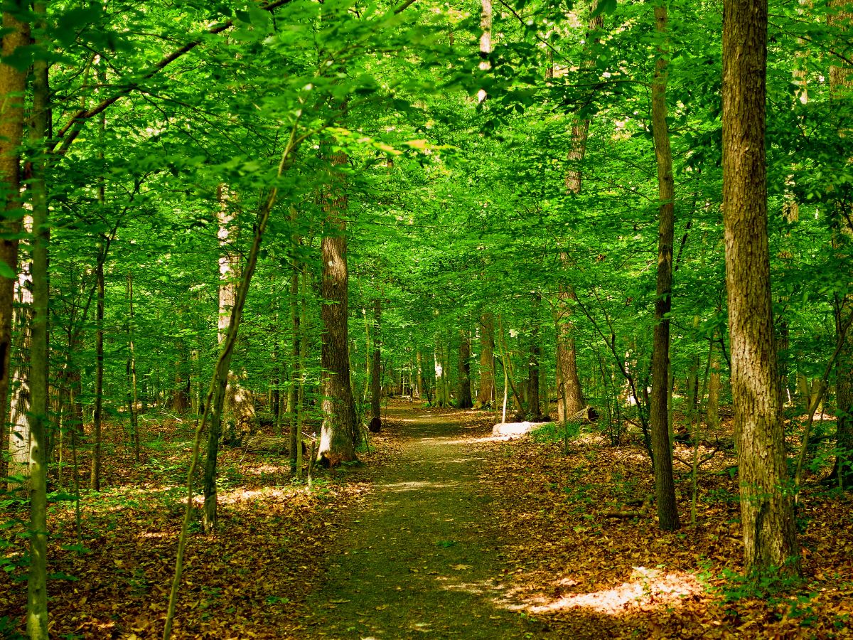 A trail runs through trees.