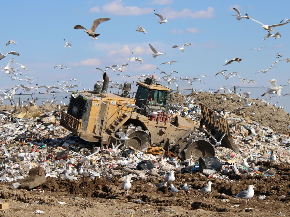 A wheeled bulldozer pushes trash in a landfill. It is surrounded by gulls.