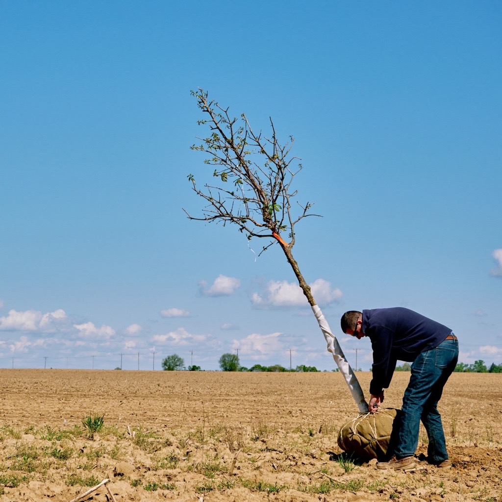 A man prepares a sapling to be planted in an open area.