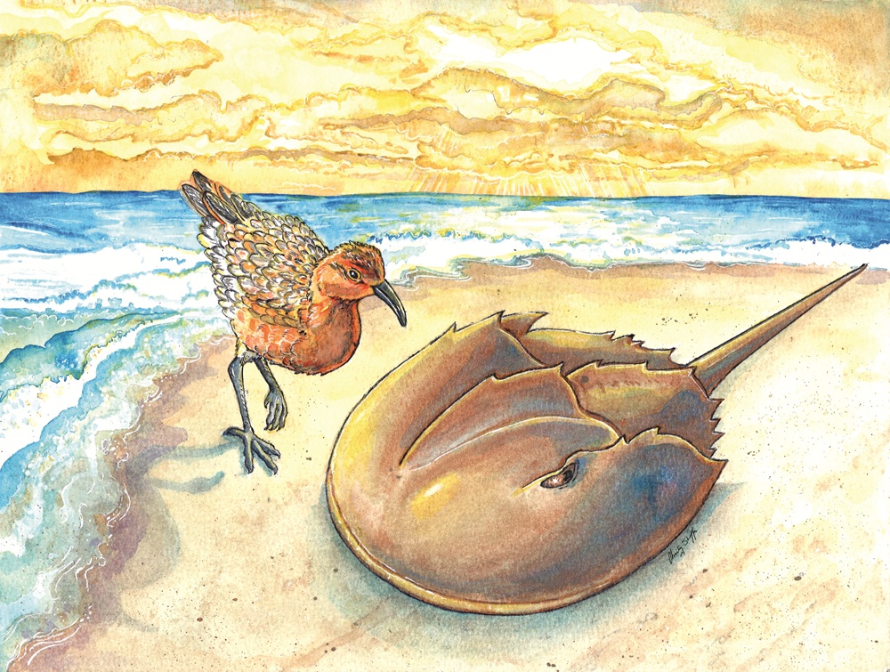 An illustration of a horseshoe crab and a red knot.