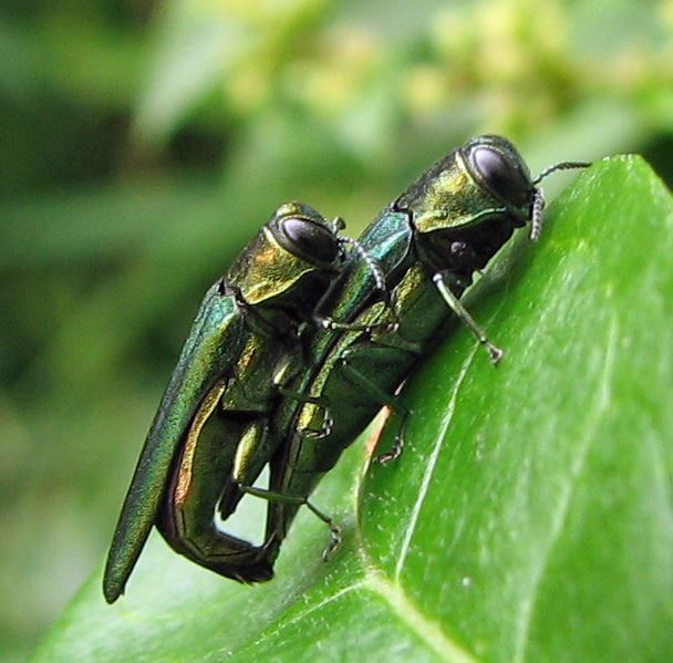 A pair of emerald ash borers, an invasive species, on a leaf.