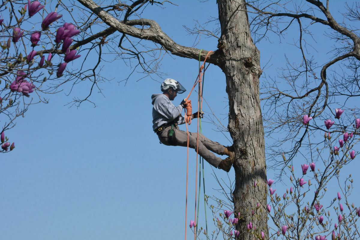 An arborist climbs a tree using ropes and slings.