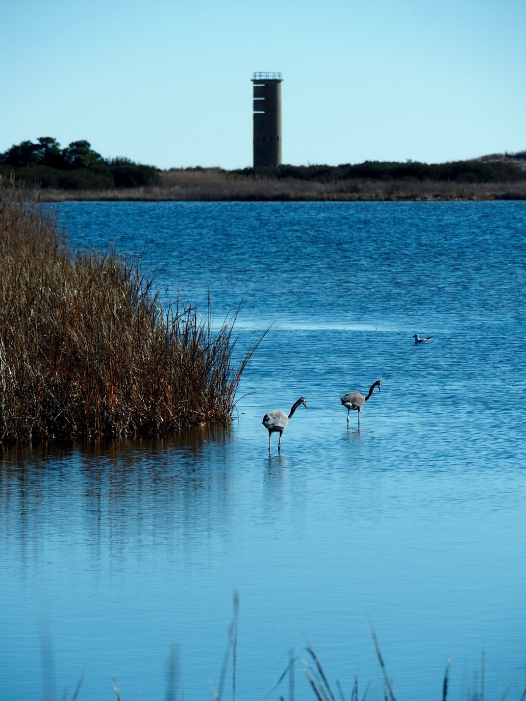 A pair of wading birds in a shallow water body with a World War Two era concrete coastal defense tower in the background. 