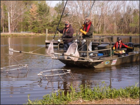 Three biologists use a small boat equipped with in-water electrodes, to catch and measure fish.