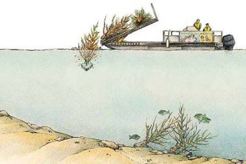 Illustration showing dead trees being added to a pond by people on a boat to provide habitat for fish.