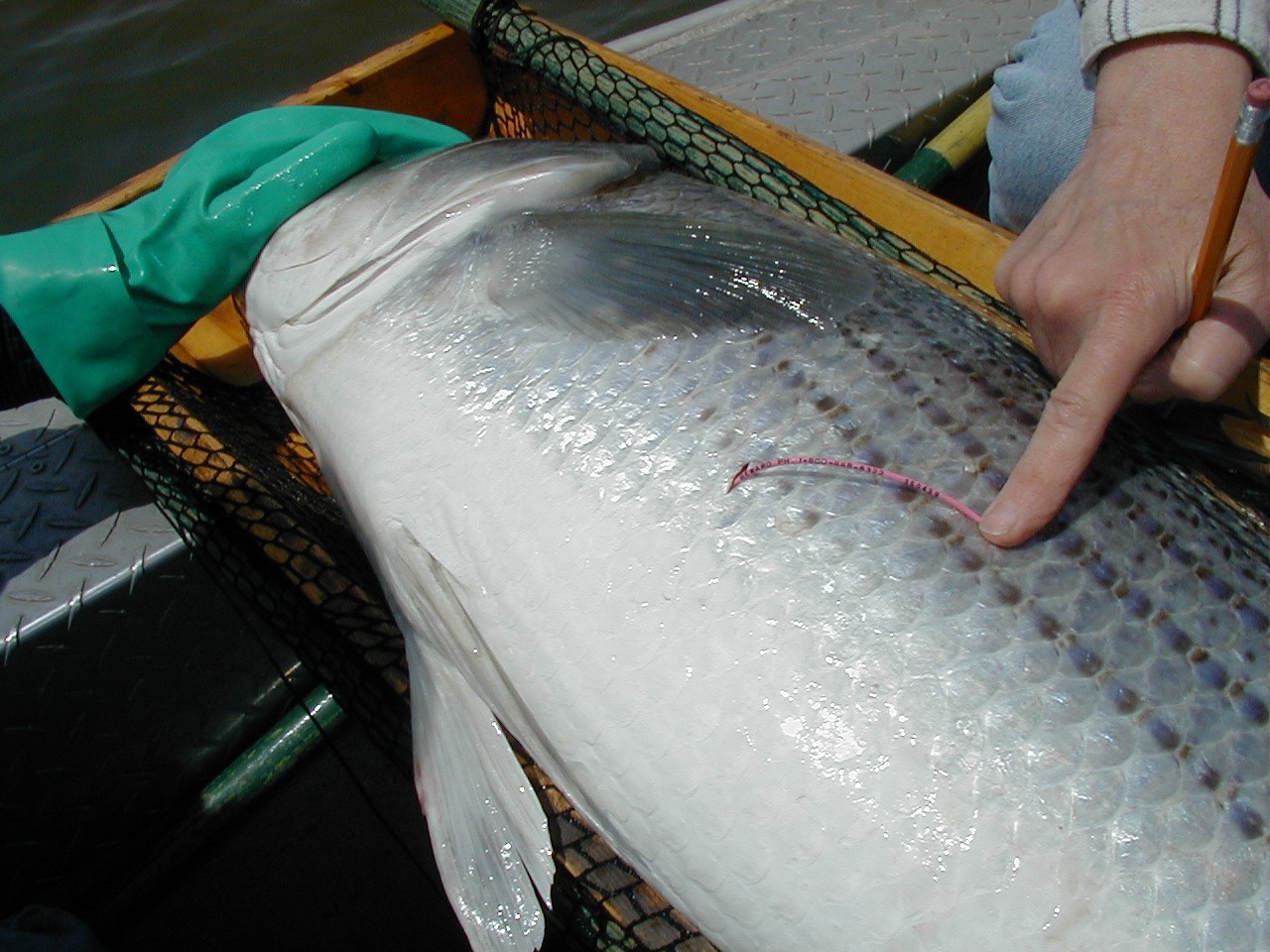 A person's hand points to where tags might be attached on a Striped bass -- just behind the left pectoral fin,