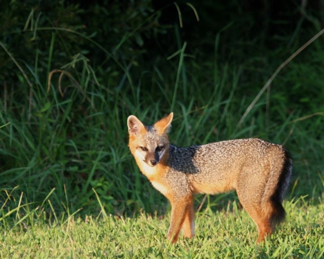 Gray fox at Back Bay National Wildlife Refuge, VA.