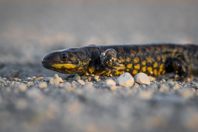 A tiger salamander on pebbly ground.