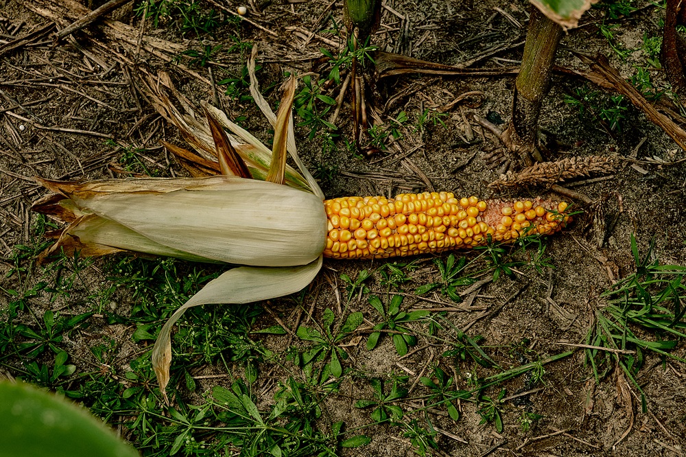 An ear of corn that's been nibbled on by an animal lies on the ground.