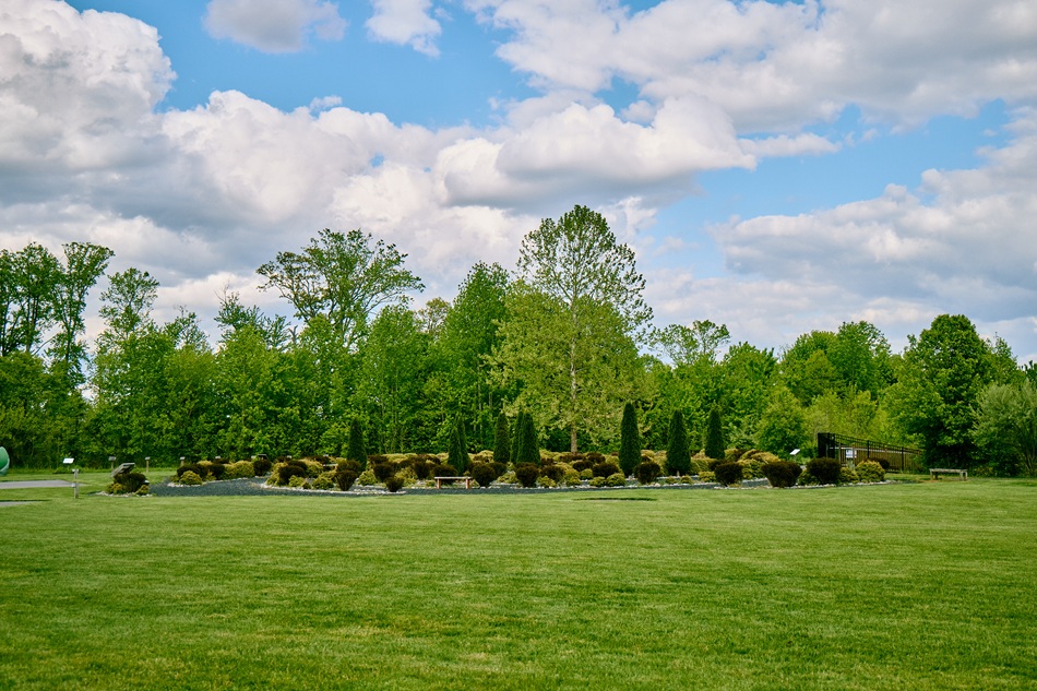Green bushes and trees are pictured on a sunny day.
