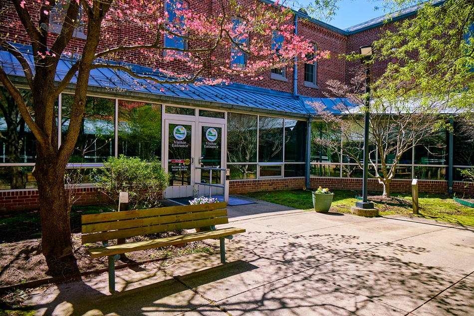 Trees bloom around a courtyard.