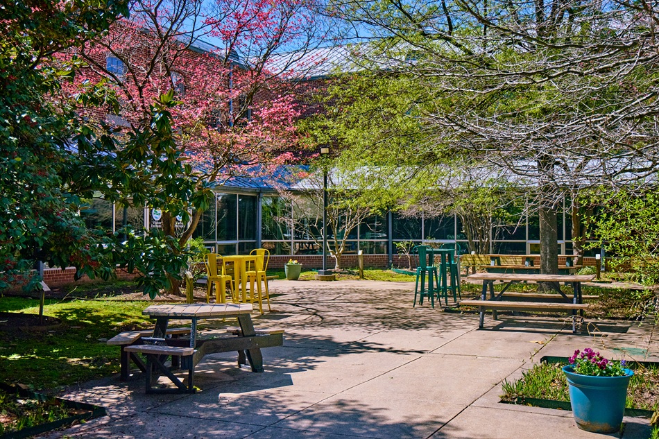 Trees bloom around a courtyard.