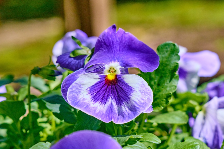 A closeup of a purple flower.