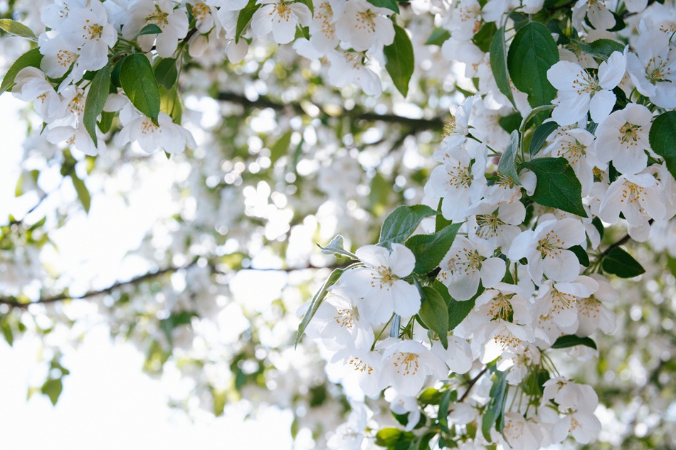 White flowers on trees grow.