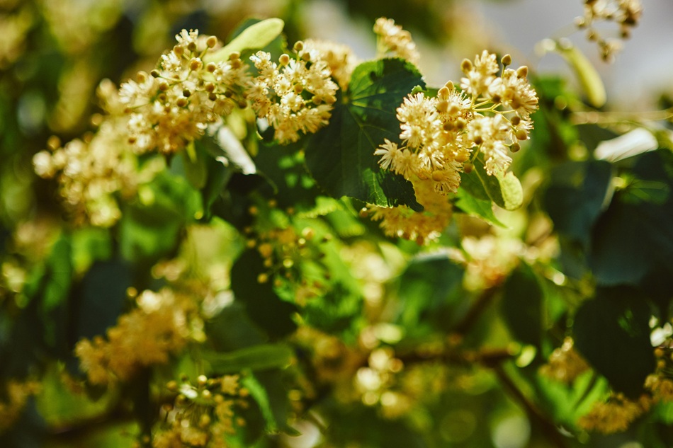 Yellow flowers bloom on a tree.