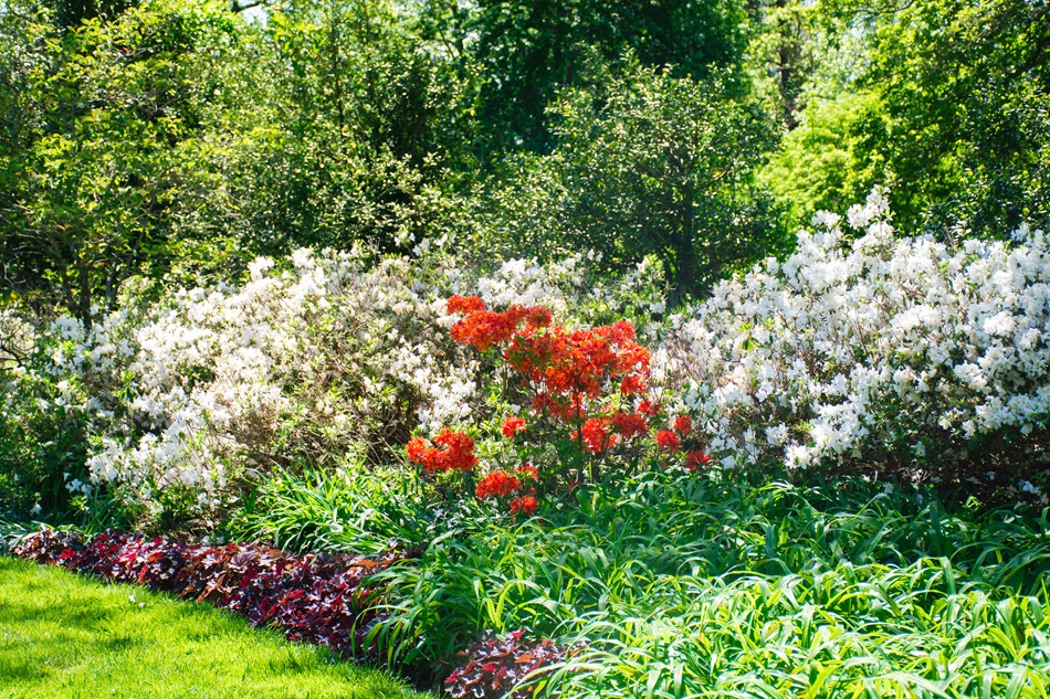 Colorful flowers grow next to trees and grass.