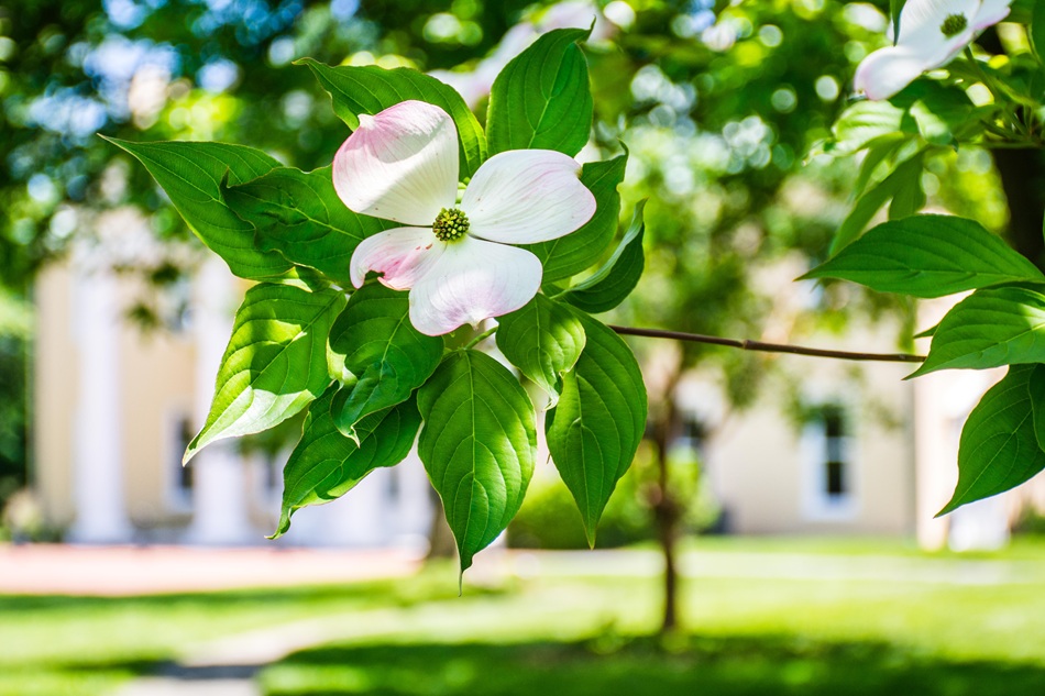 A tree's flower blooms.