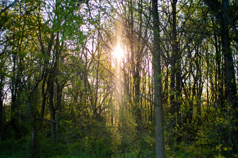 The sun shines in between the trees, producing a lens flare-like effect.