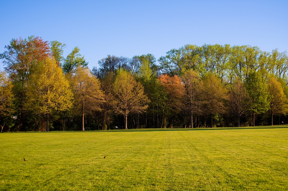 Trees stand in the distance, while a neat field of grass sits before them.
