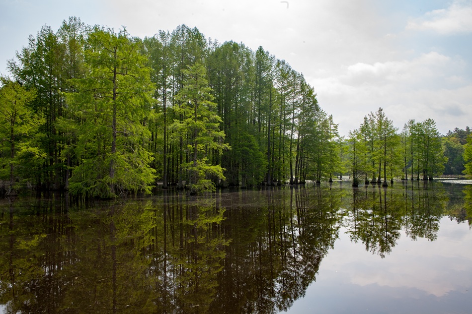 Trees grow tall from the water.