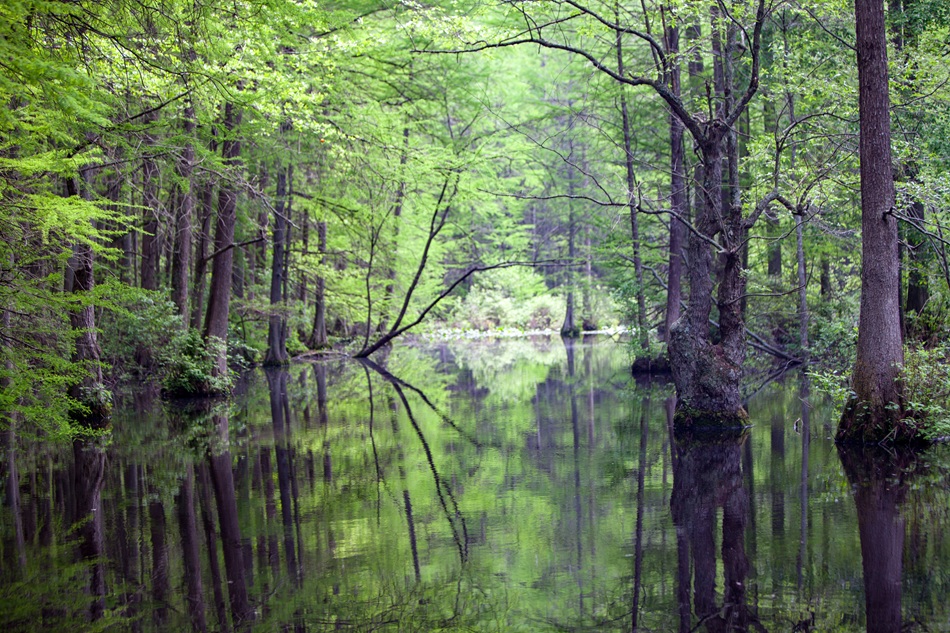 Trees grow tall from the water.