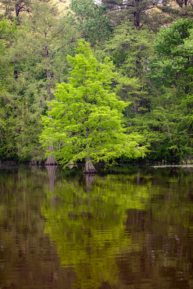 Bald cypress trees grow tall from the water.