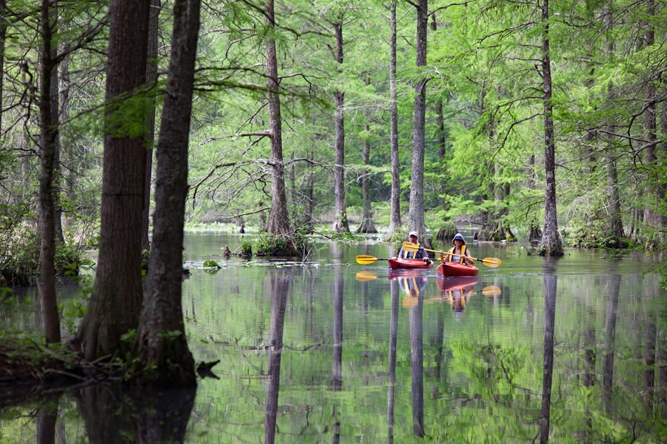 Two people kayak through a swampy area as trees loom overhead.