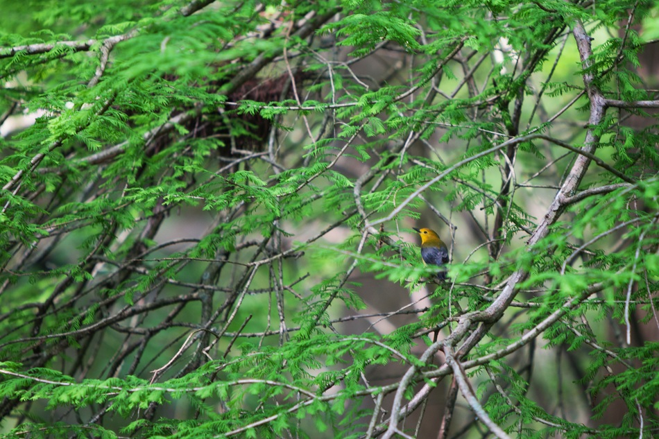 A colorful gold and gray bird sits on a tree branch.