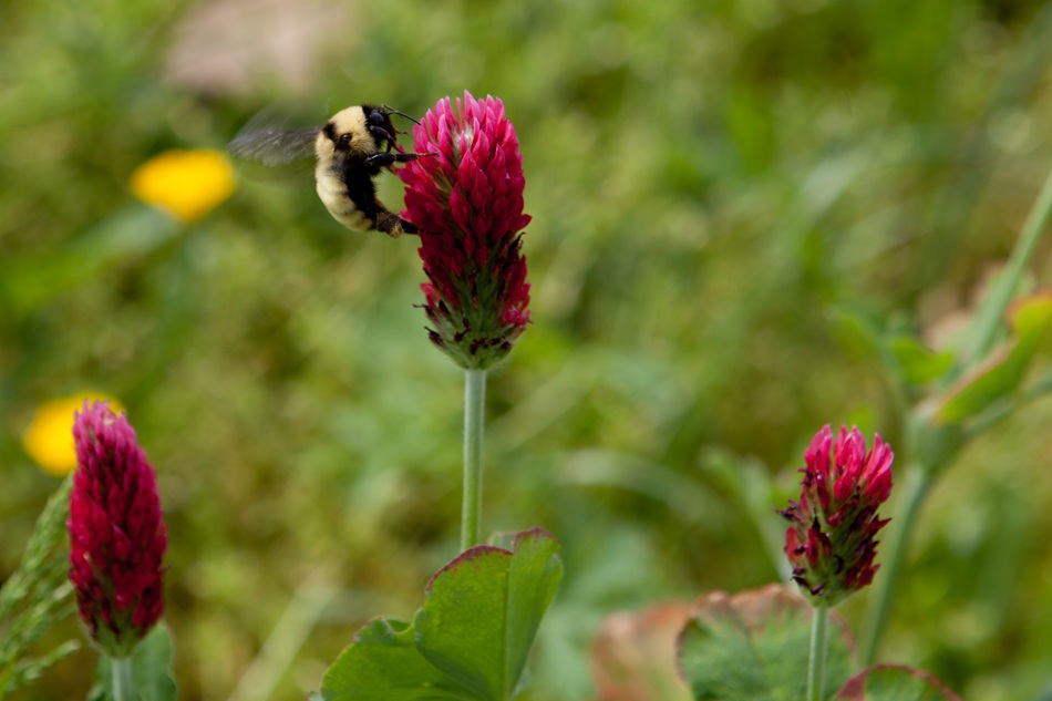 A bee pollinates a pinkish-red flower.