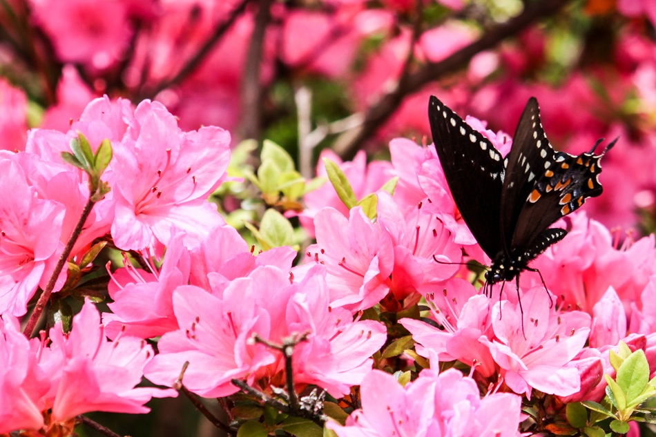 A butterfly approaches some pink flowers.