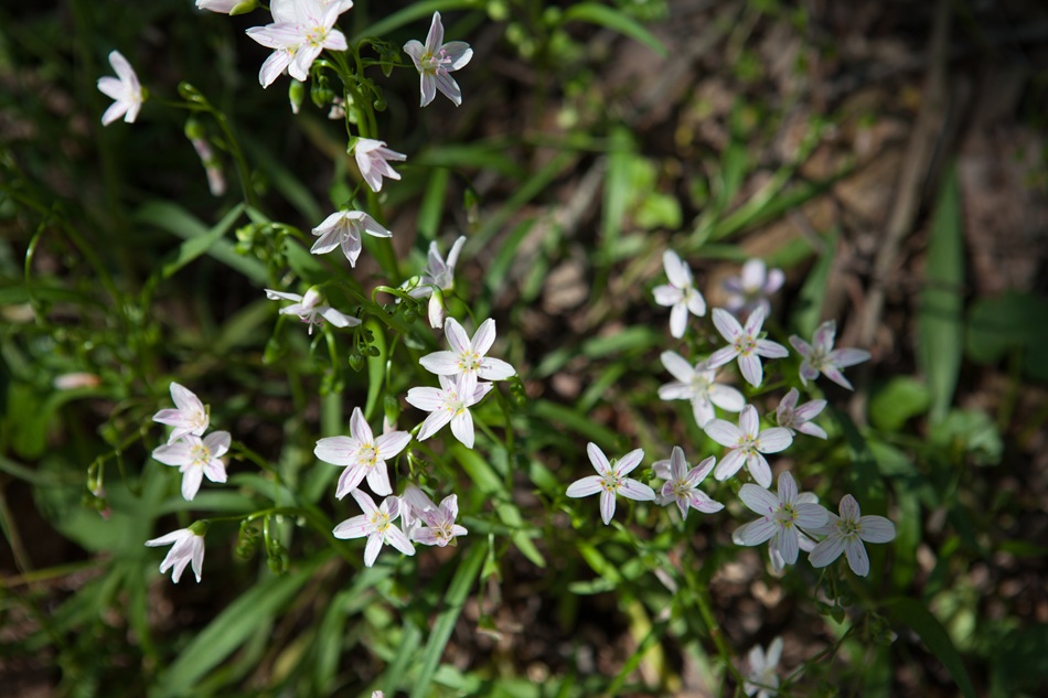 White flowers blossom.