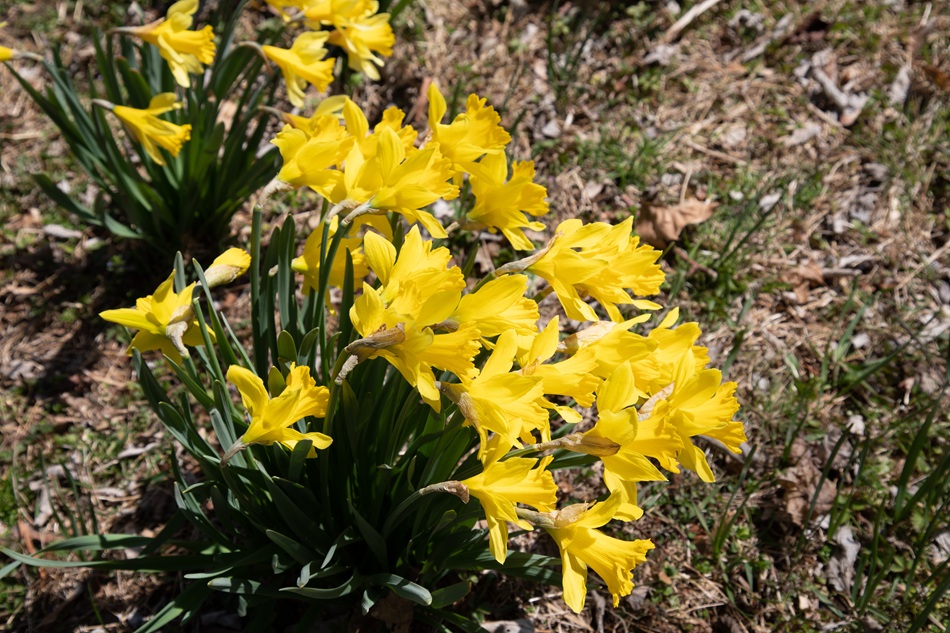 Yellow daffodils grow.
