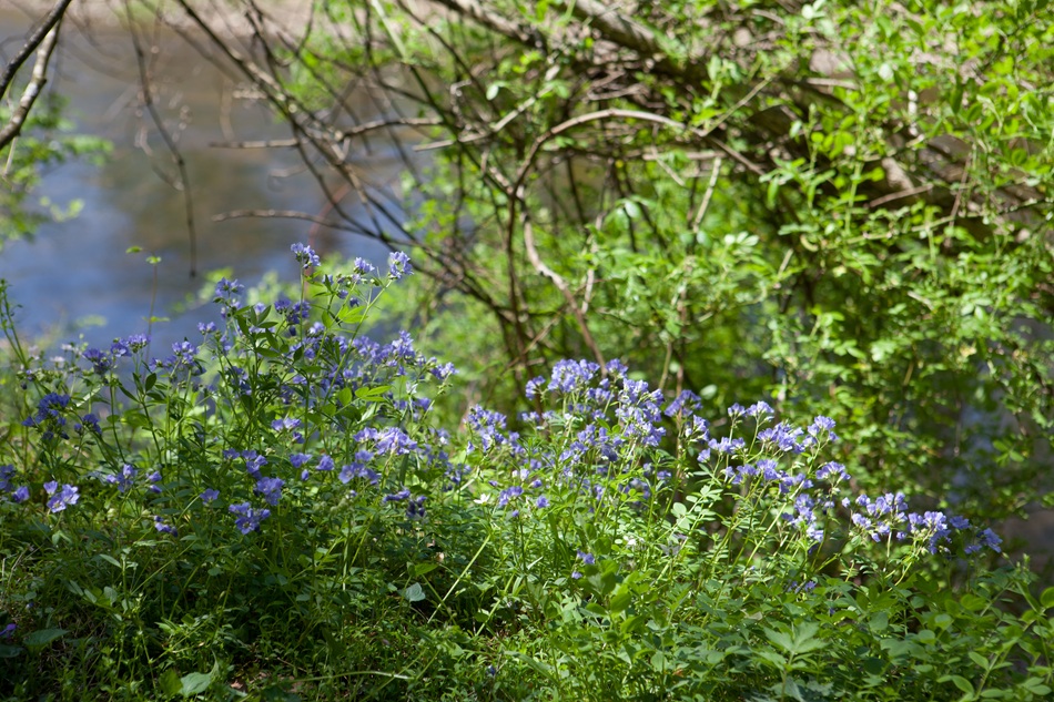 Purple flowers sprout.