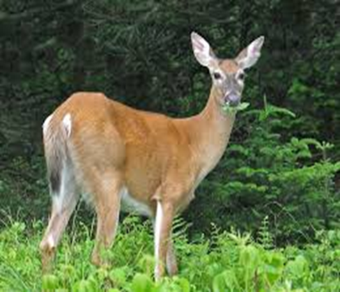An alert, healthy-looking deer.